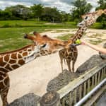 Zoo Miami: biglietto d'ingresso generale