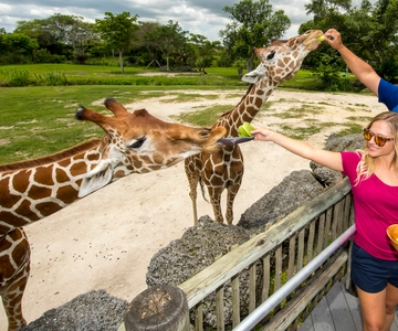 Zoo de Miami : Billet d'entrée générale