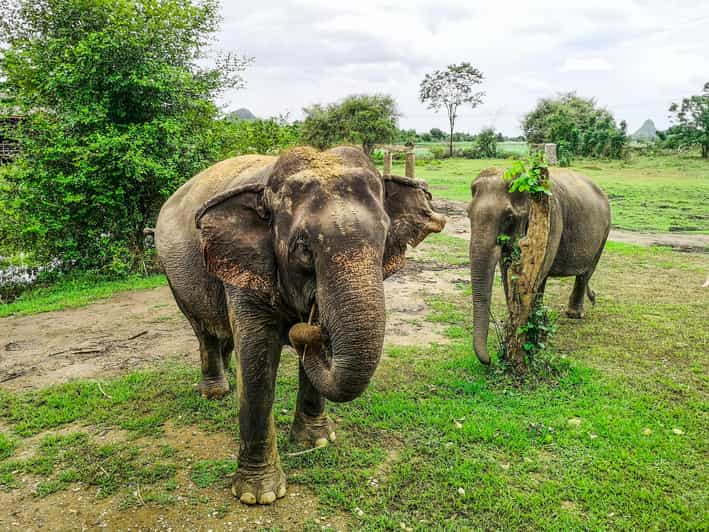 elephant trip bangkok