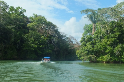 Z Panamy: Wycieczka z przewodnikiem po lesie deszczowym Gamboa z lunchem