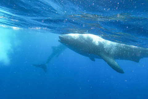 Aventura con el tiburón ballena desde Isla Mujeres