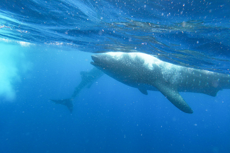 Avventura con gli squali balena da Isla Mujeres