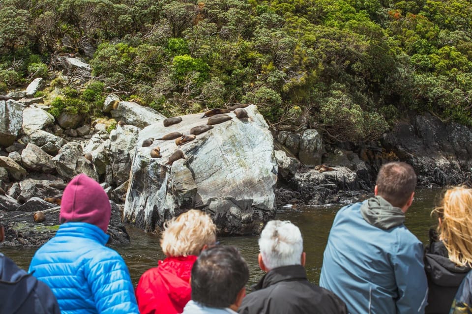 Milford Sound, Waterfalls, Wildlife et Rainforest Cruise - Hizvo