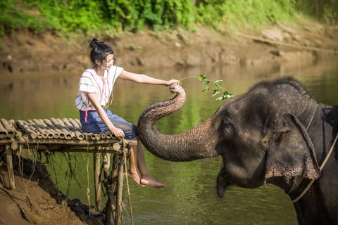 Bangkok: Elephant Sanctuary & Erawan Waterfall Tour