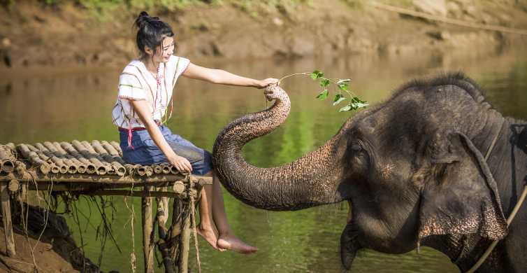 Bangkok Elephant Sanctuary & Erawan Waterfall Tour GetYourGuide