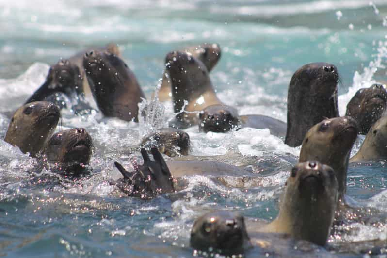 Lima: Swimming with Wild Sea Lions on the Palomino Islands | GetYourGuide