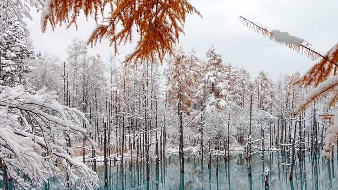 sapporo biei blue pond shikisai no oka and furano tour