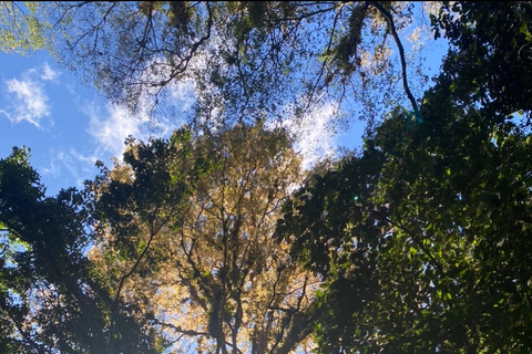 Boquete: Caminhadas guiadas pela floresta nublada