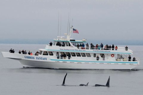 Monterey: crociera con avvistamento balene