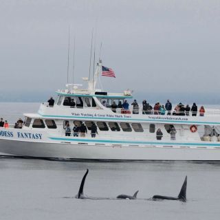Monterey: crociera con avvistamento balene