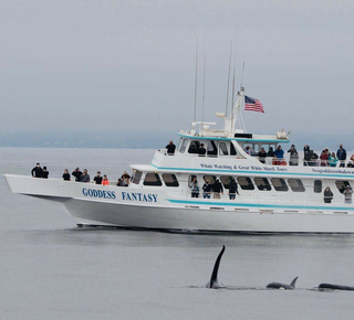 Boat Tours in Monterey