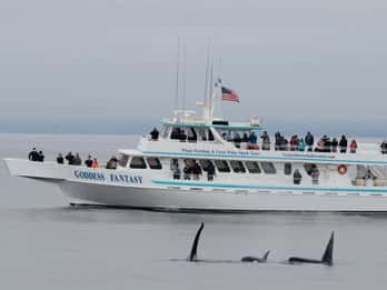 Monterey : croisière d'observation des baleines