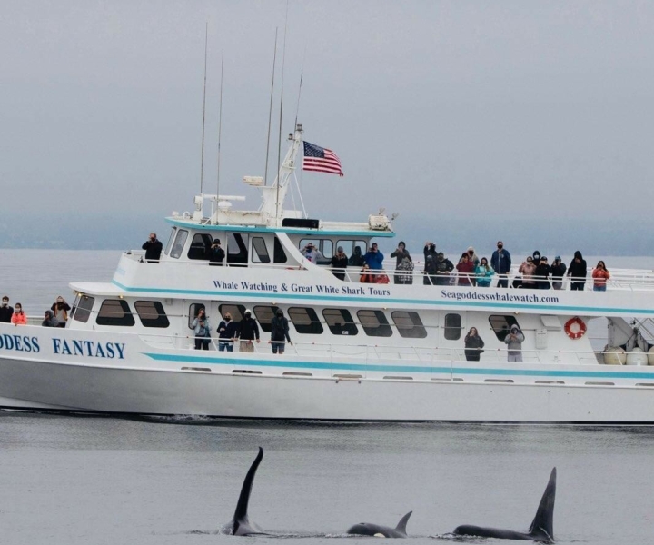 Monterey : croisière d'observation des baleines