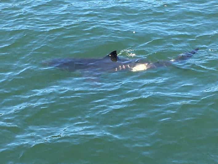 Monterey : Croisière D'observation Des Baleines | GetYourGuide