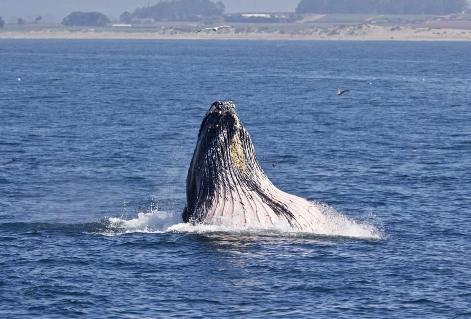 Monterey : Croisière D'observation Des Baleines | GetYourGuide