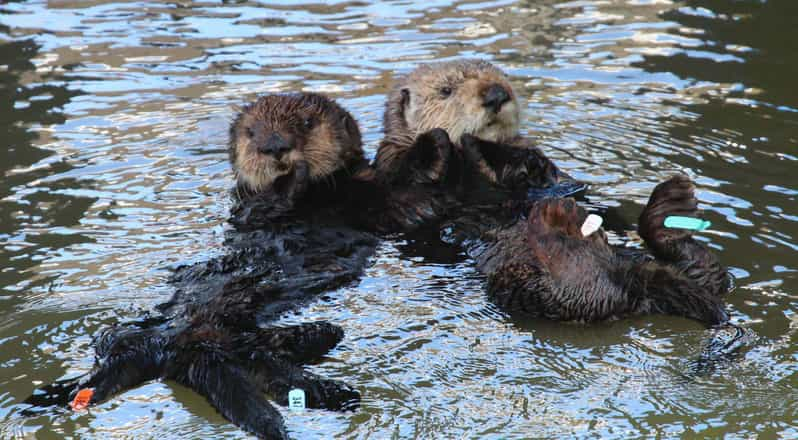 Monterey: Whale Watching Cruise | GetYourGuide