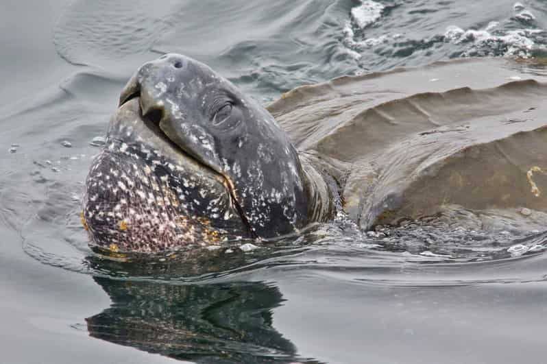 Monterey : Croisière D'observation Des Baleines | GetYourGuide