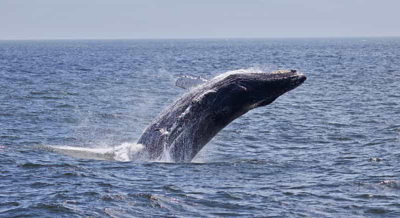 Monterey : Croisière D'observation Des Baleines | GetYourGuide