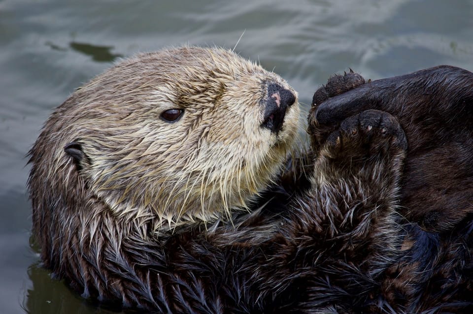 Monterey: Whale Watching Cruise | GetYourGuide