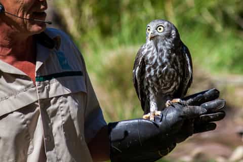 Melbourne: Puffing Billy & Healesville Sanctuary Scenic Tour
