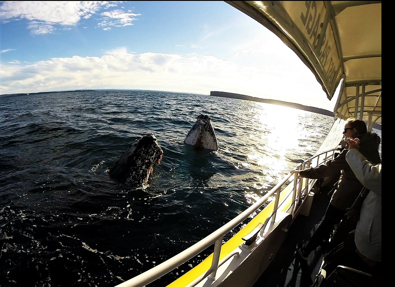 Jervis Bay: 2-timers hvalsafari