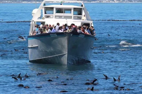 Hout Bay : Croisière sur la colonie de phoques de Duiker Island
