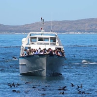 Hout Bay, Duiker Island Seal Colony Cruise - Hizvo