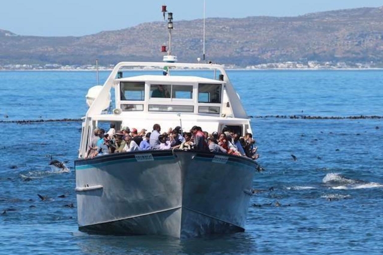 Hout Bay: Duiker Island Robbenkolonie Kreuzfahrt60-minütige Robben- und Schiffswrack-Kreuzfahrt
