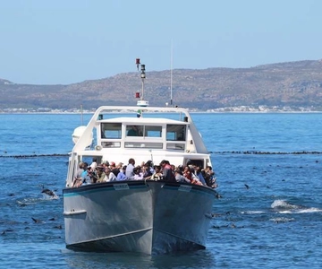 Hout Bay: Duiker Island Seal Colony Cruise