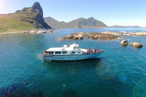 Hout Bay: Duiker Island Robbenkolonie Kreuzfahrt60-minütige Robben- und Schiffswrack-Kreuzfahrt