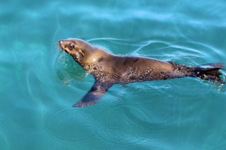Houtbaai: Duiker Island Zeehondenkolonie CruiseZeehonden- en scheepswrakcruise van 60 minuten