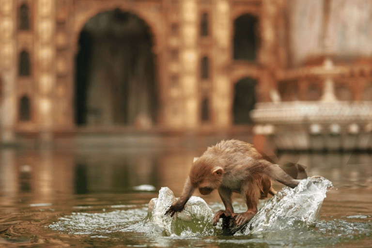 Jaipur : Temple des singes, Fort d&#039;Amber, Jal Mahal, etc. Circuit en voiture