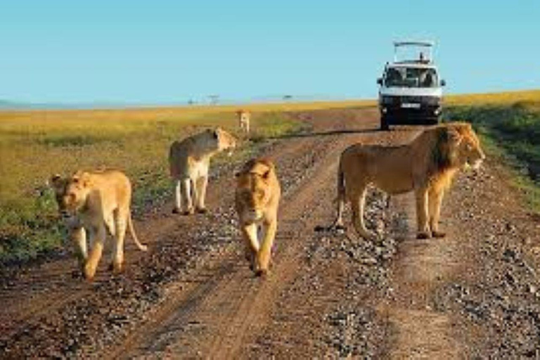 Nairobi; Excursión en vehículo por el Parque Nacional con servicio de recogida