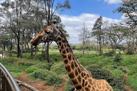 Tour del Centro delle Giraffe, dell'Orfanotrofio degli Elefanti e di Bomas Nairobi