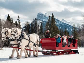 Banff: Familienfreundliche Pferdeschlittenfahrt Banff: Familienfreundliche Pferdeschlittenfahrt