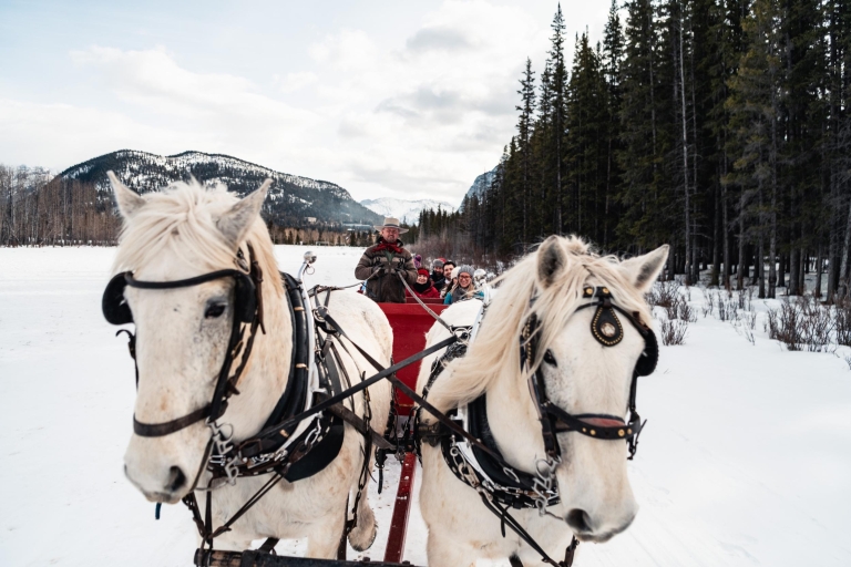 Banff: balade en traîneau tirée par des chevaux pour toute la famille