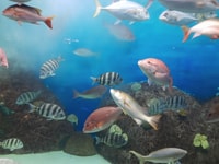 Veracruz, Visite guidée de la ville avec visite de l'aquarium - Hizvo