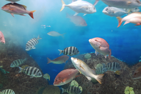 Veracruz: Guided City Tour with Aquarium Visit