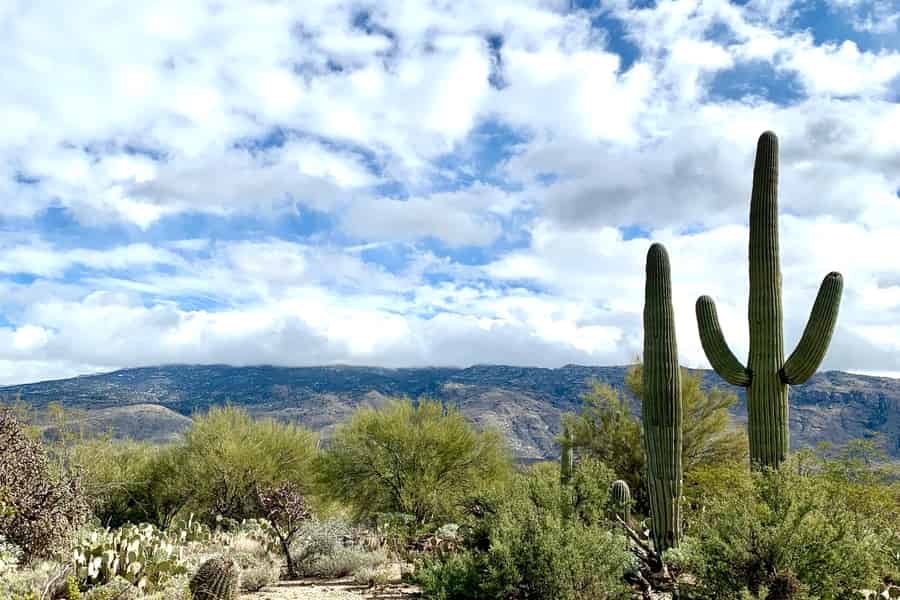 Saguaro National Park: Tagestour & Wanderung. Foto: GetYourGuide