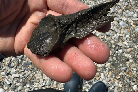 Charleston: Private Shark-tooth hunt and Lighthouse Viewing