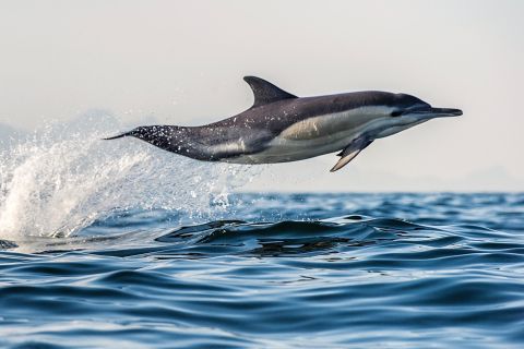 De Tauranga: croisière d'une demi-journée sur les dauphins et la faune