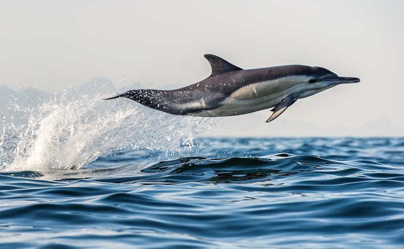 From Tauranga: Dolphin and Wildlife Cruise