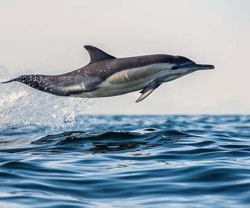 From Tauranga: Dolphin and Wildlife Cruise
