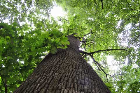 Budapest: Guided Forest Walk