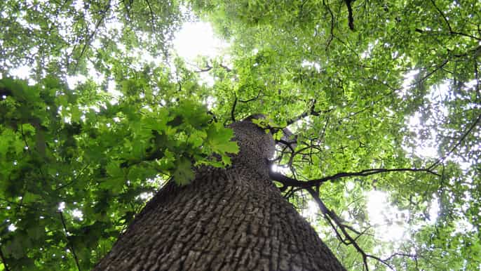 budapest guided forest walk