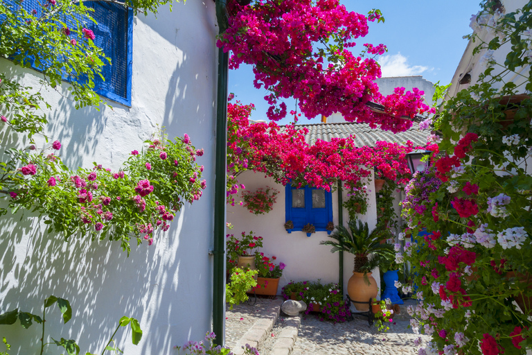 Cordoba&#039;s Authentic Patios: 2-Hour Tour with TicketsTour in Spanish