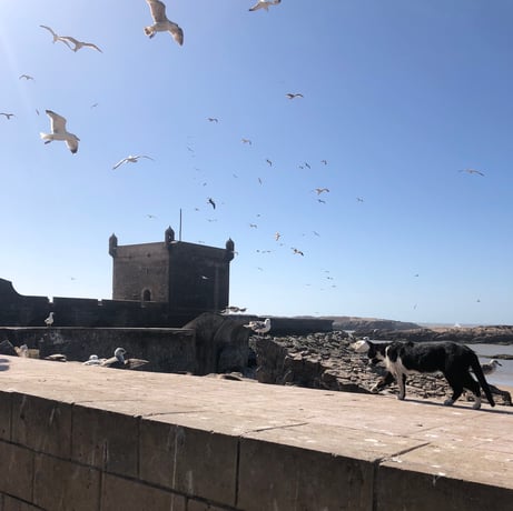 Эс-Сувейра: частная экскурсия по городу