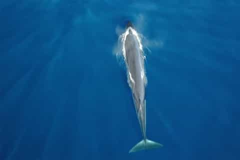 tenerife whale watching cruise