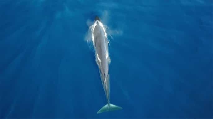 tenerife crucero de avistamiento de ballenas