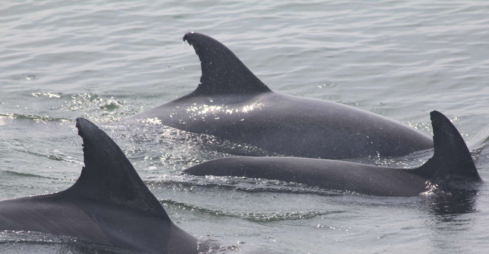 Cape May, Scenic Whale und Dolphin beobachten Kreuzfahrt - Hizvo